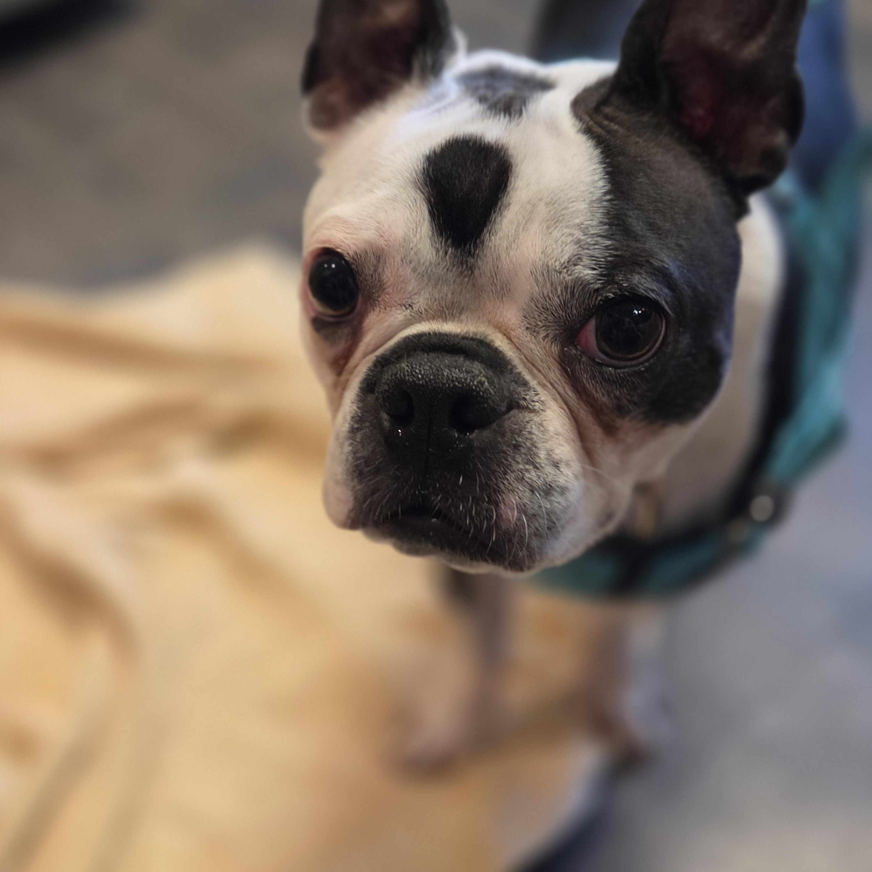 Enlarge Tripster, a Adoptable Boston Terrier in Knoxville, TN image 2/4