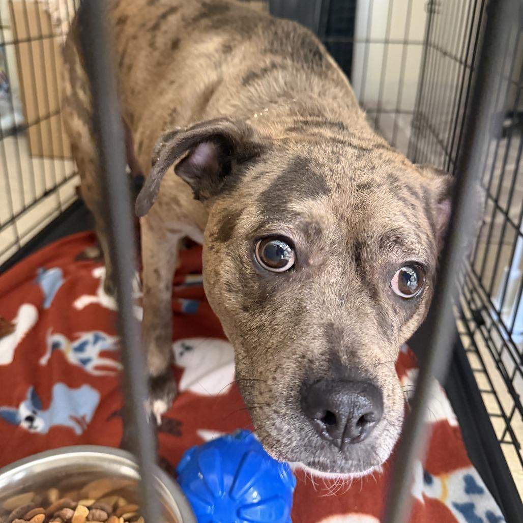Enlarge Layla, a Adoptable Mixed Breed in Red House, WV image 2/2