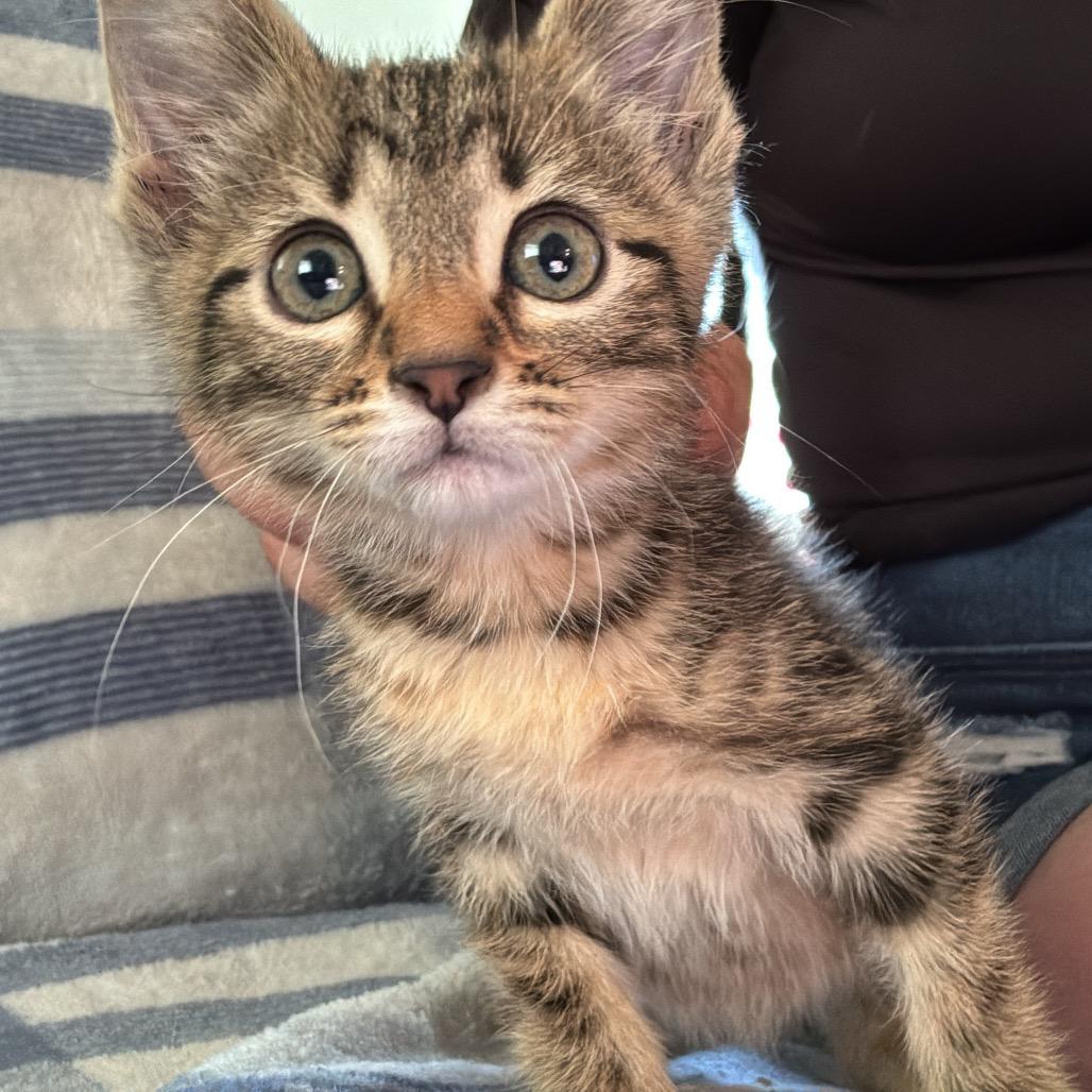 Coral, a Adoptable Domestic Short Hair in Enterprise, AL image 2/2