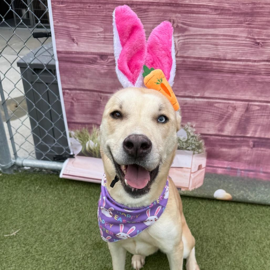 Daisy Duke, Adoptable, Adult Female Husky.