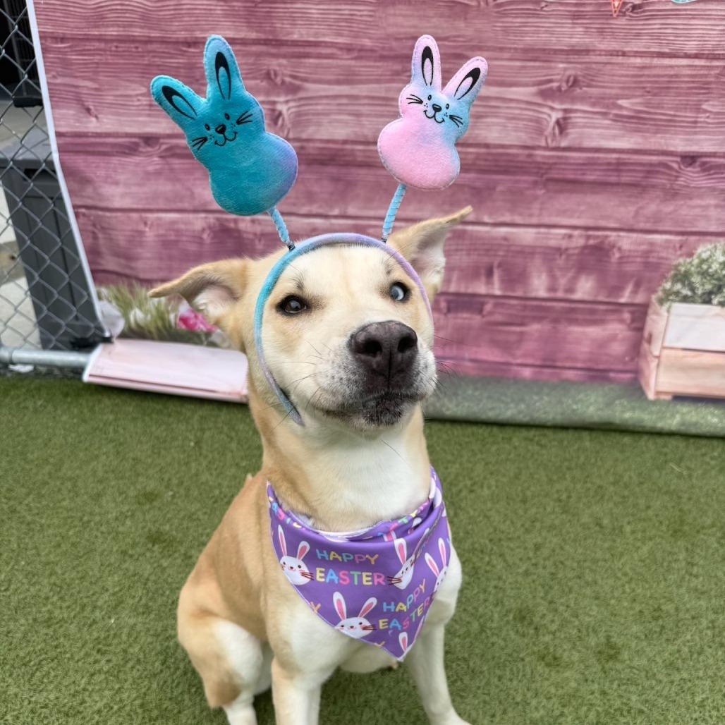 Enlarge Daisy Duke, a Adoptable mixed breed in Concord, NC image 2/5