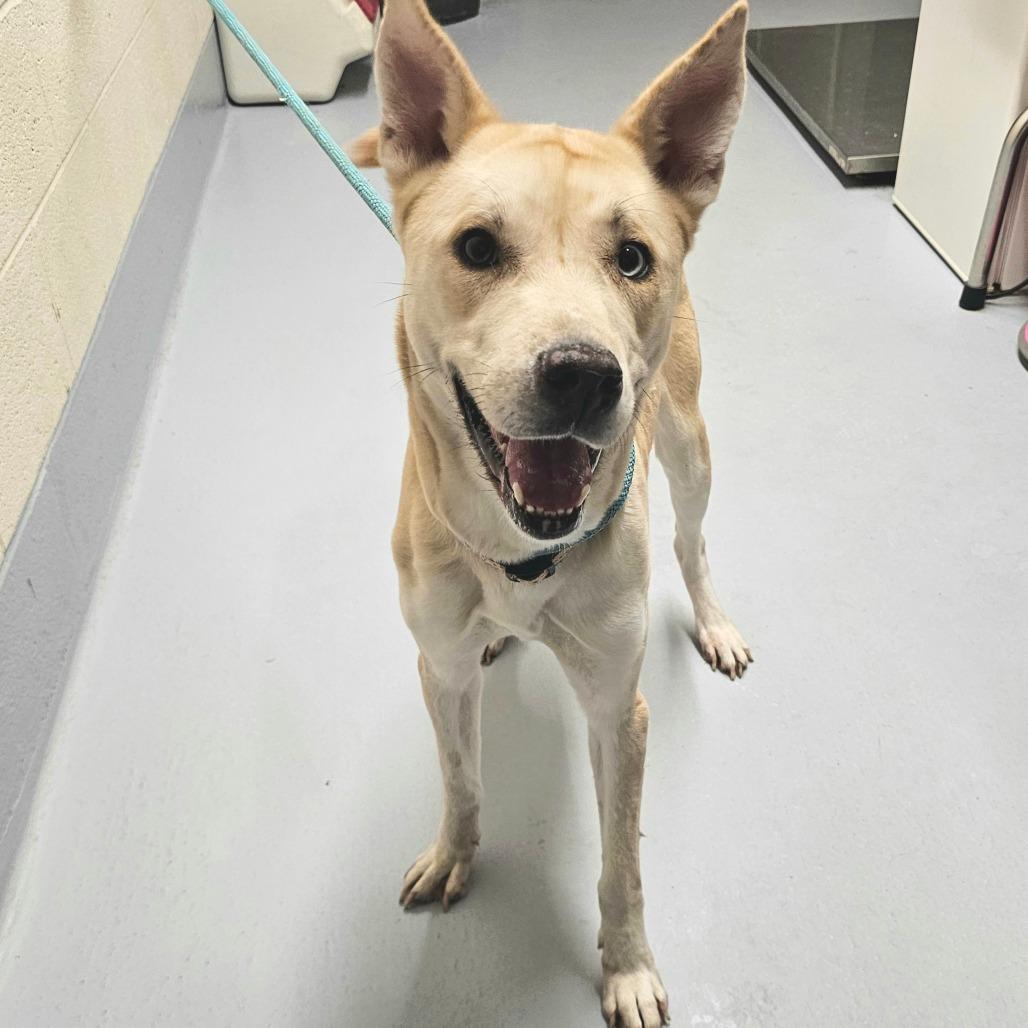 Enlarge Daisy Duke, a Adoptable mixed breed in Concord, NC image 4/5