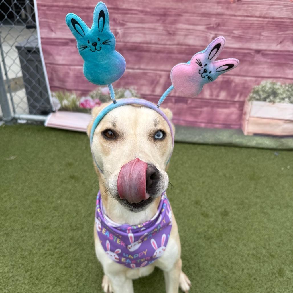 Enlarge Daisy Duke, a Adoptable mixed breed in Concord, NC image 5/5