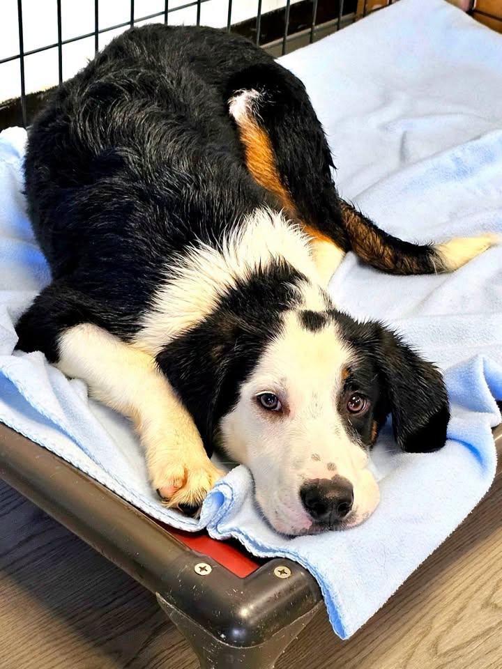 Enlarge Nacho, a ADOPTABLE mixed breed in Gouverneur, NY image 2/3