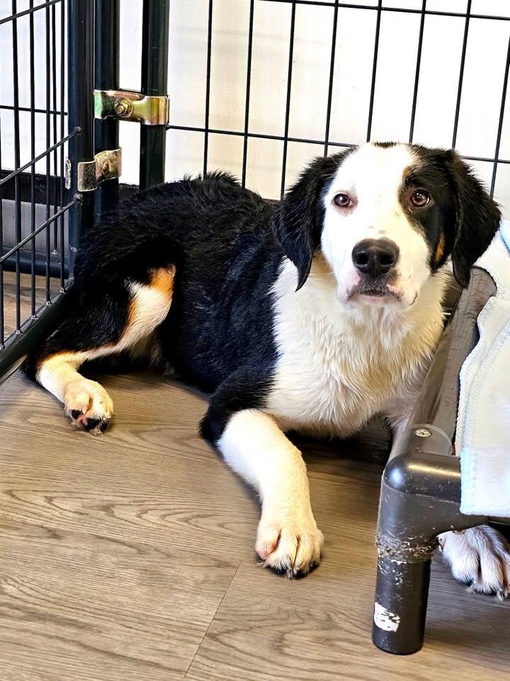 Enlarge Nacho, a ADOPTABLE mixed breed in Gouverneur, NY image 3/3