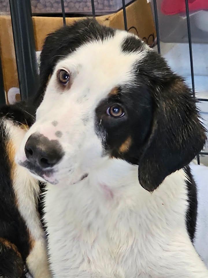 Nacho, ADOPTABLE, Young Male Labrador Retriever.