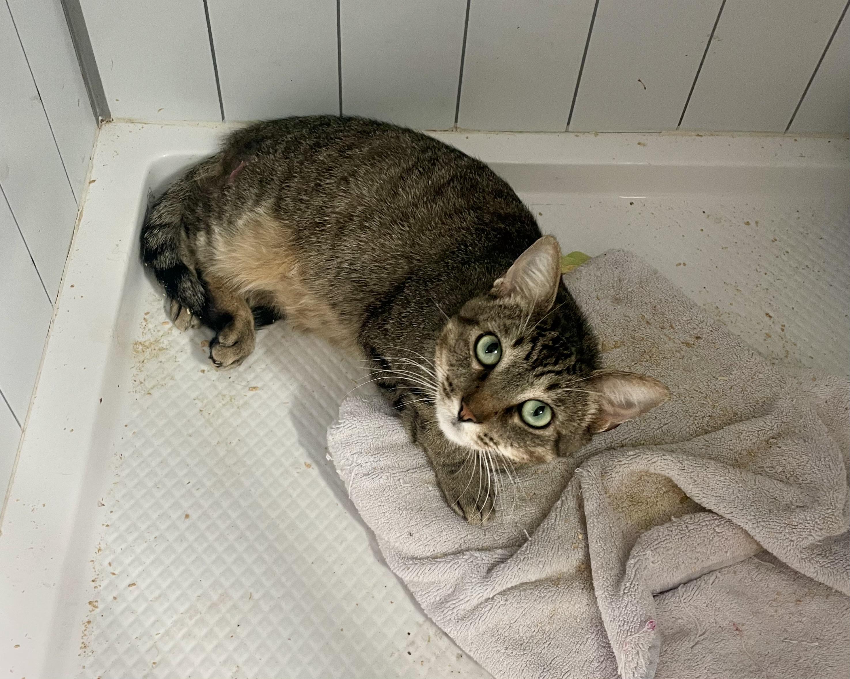 Walter, ADOPTABLE, Adult Male Tabby & Domestic Short Hair.