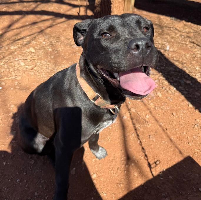 Bonita, Adoptable, Young Female Pit Bull Terrier & Mixed Breed.