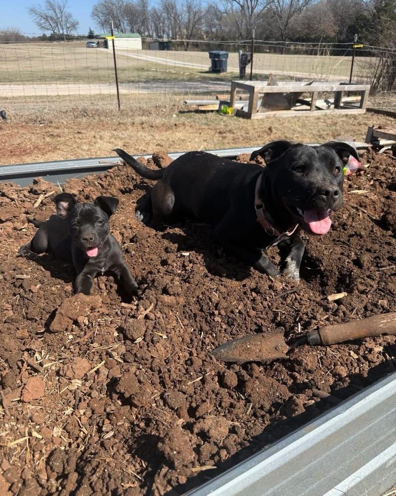 Enlarge Bonita, a Adoptable mixed breed in Warr Acres, OK image 2/4