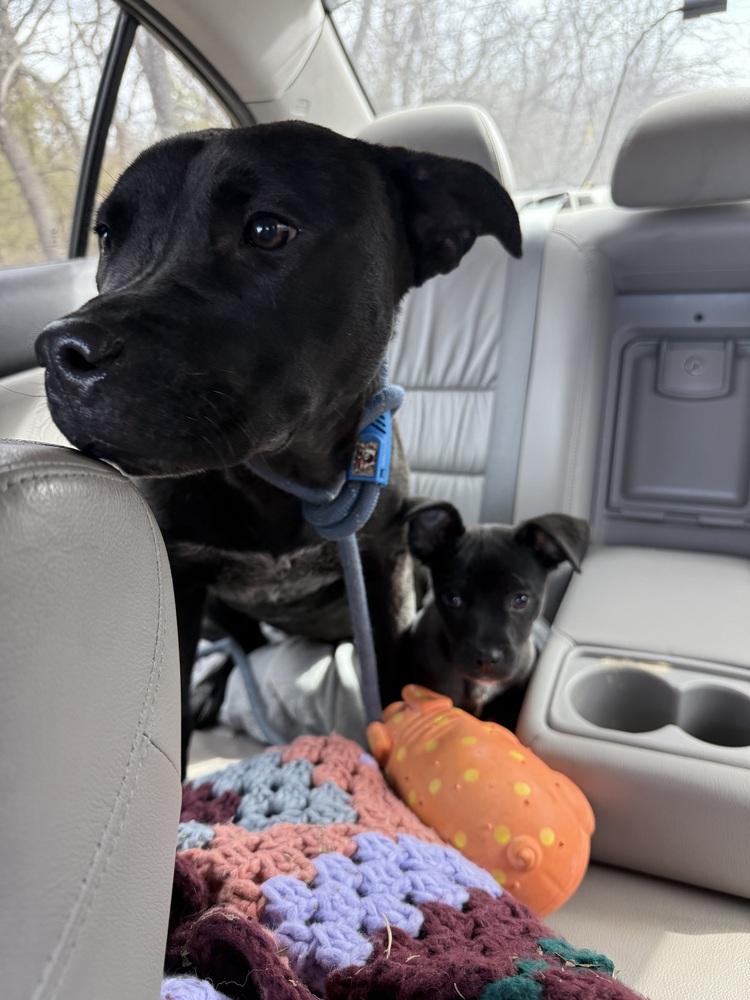 Enlarge Bonita, a Adoptable mixed breed in Warr Acres, OK image 3/4