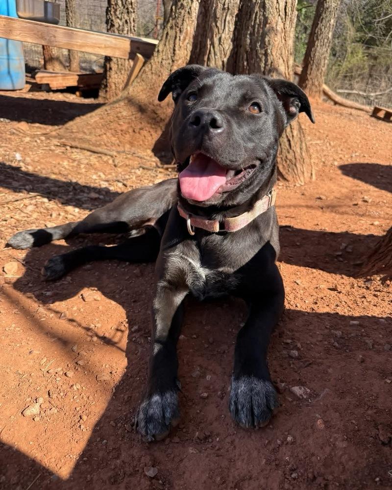 Enlarge Bonita, a Adoptable mixed breed in Warr Acres, OK image 4/4
