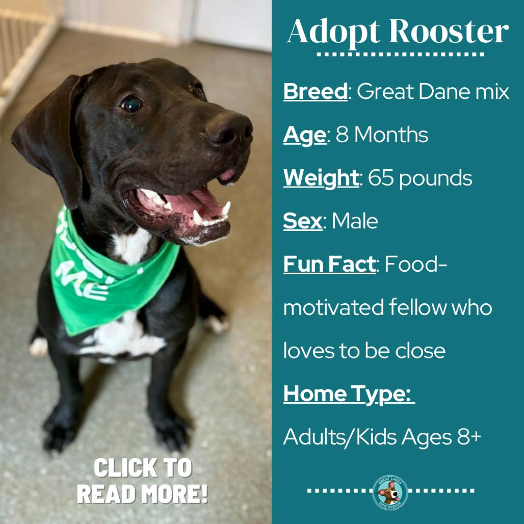 Enlarge Rooster, a Adoptable mixed breed in Metamora, MI image 5/6