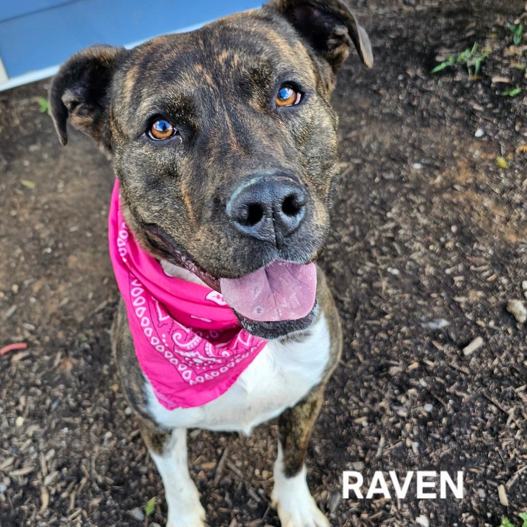Enlarge Raven, a Adoptable mixed breed in Madisonville, TN image 1/4