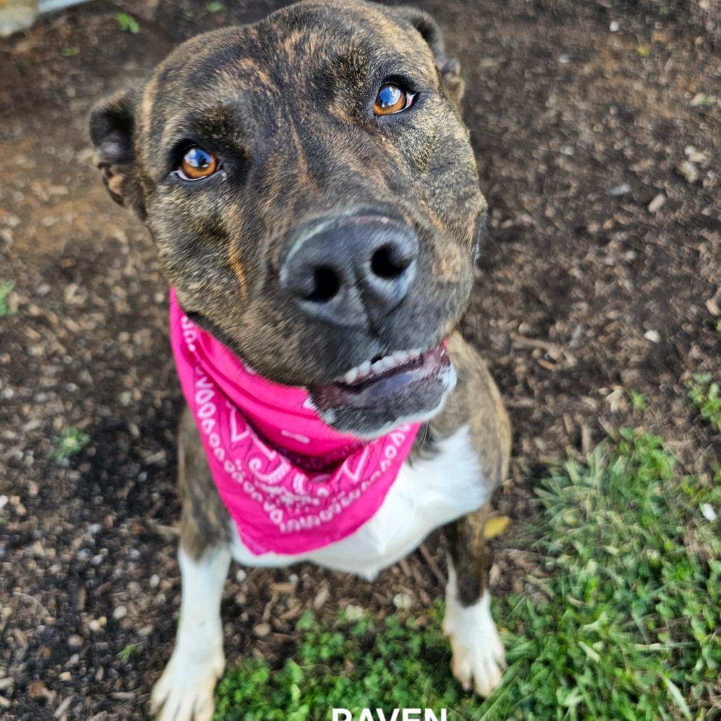 Enlarge Raven, a Adoptable mixed breed in Madisonville, TN image 4/4