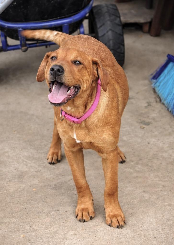 Lucy Hicks, Adoptable, Young Female Labrador Retriever.