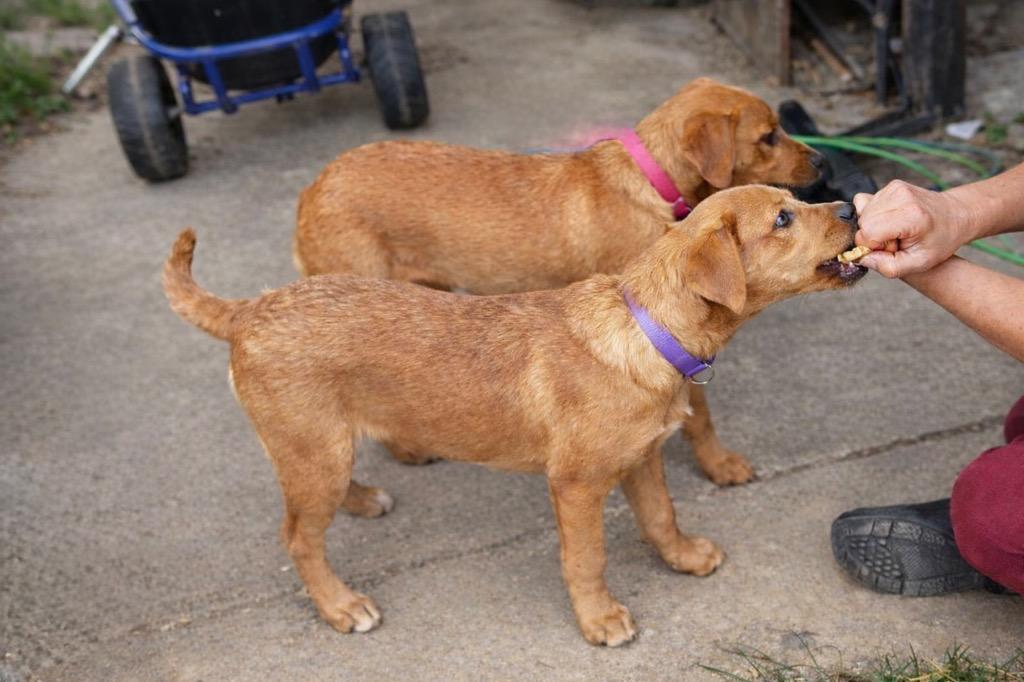 Enlarge Lucy Hicks, a Adoptable mixed breed in Princeton, MA image 2/4