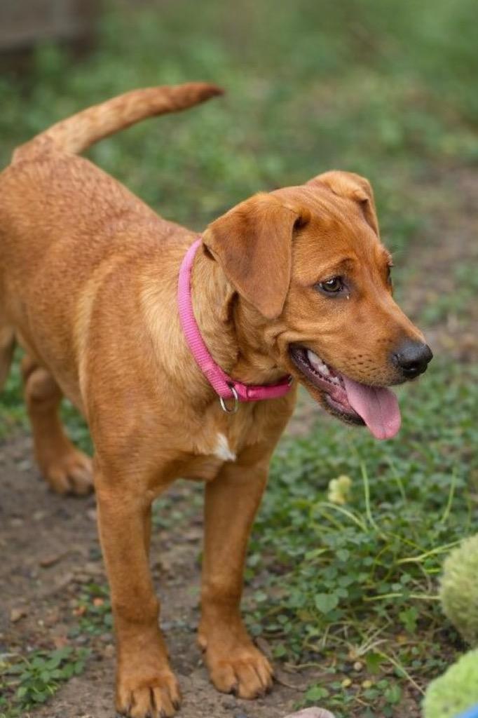 Enlarge Lucy Hicks, a Adoptable mixed breed in Princeton, MA image 3/4