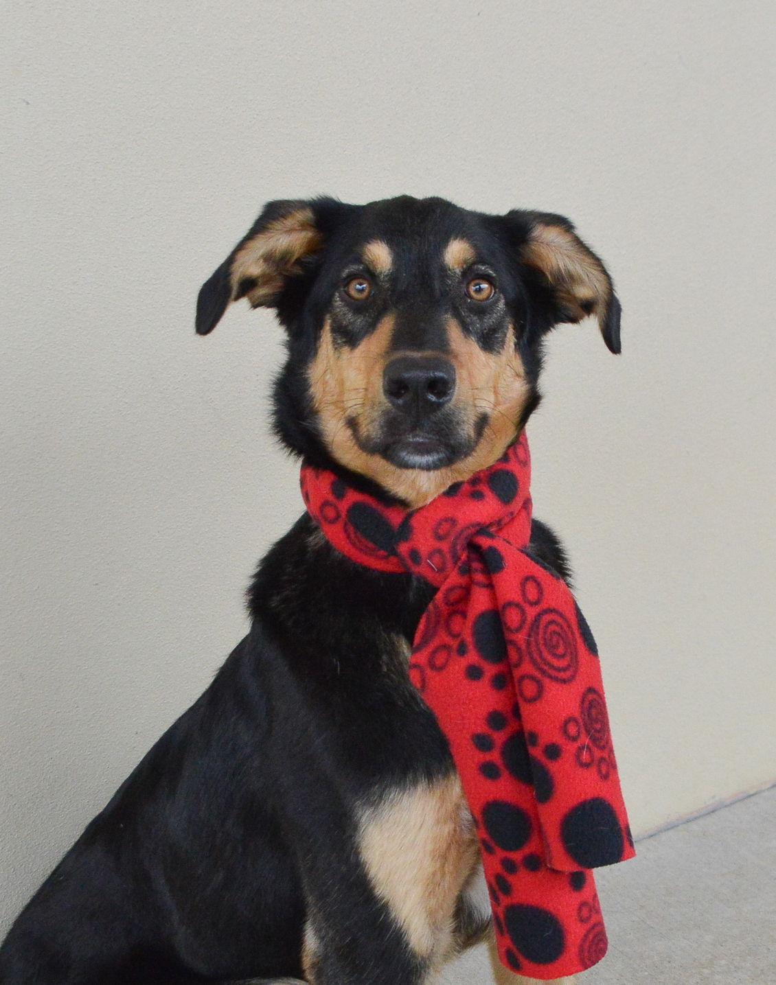 Wave, Adoptable, Puppy Male Labrador Retriever & Border Collie.