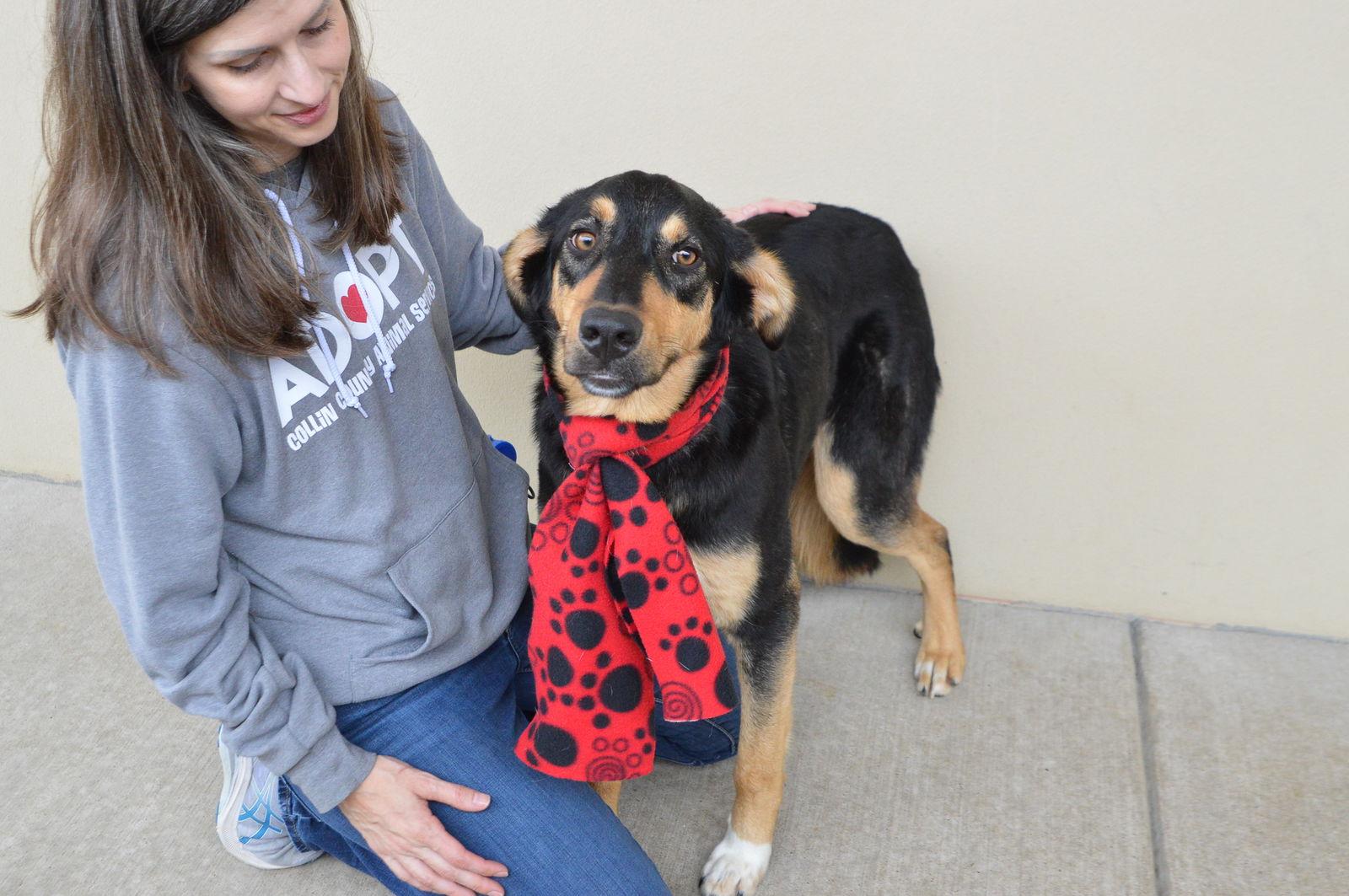 Enlarge Wave, a Adoptable mixed breed in McKinney, TX image 2/3