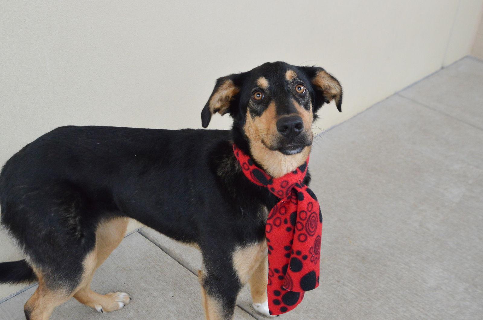 Enlarge Wave, a Adoptable mixed breed in McKinney, TX image 3/3