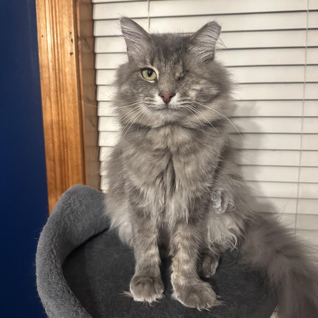 Enlarge Scarlett bonded to Mufasa, a Adoptable Domestic Long Hair in Monroe, MI image 1/3