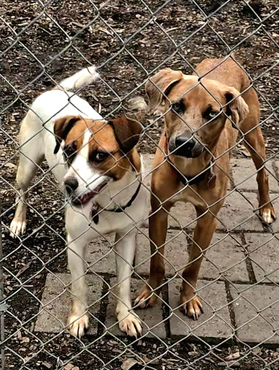 Brandy, a Adoptable mixed breed in Ringwood, NJ image 6/6