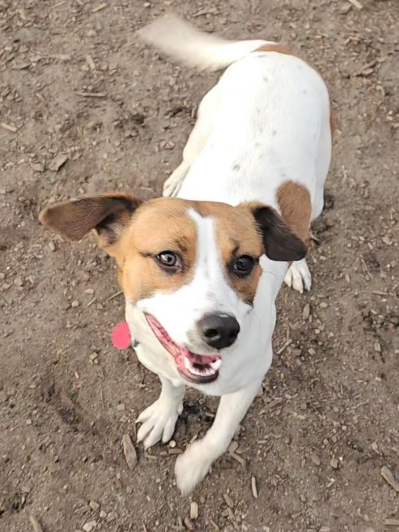 Brandy, a Adoptable mixed breed in Ringwood, NJ image 4/6