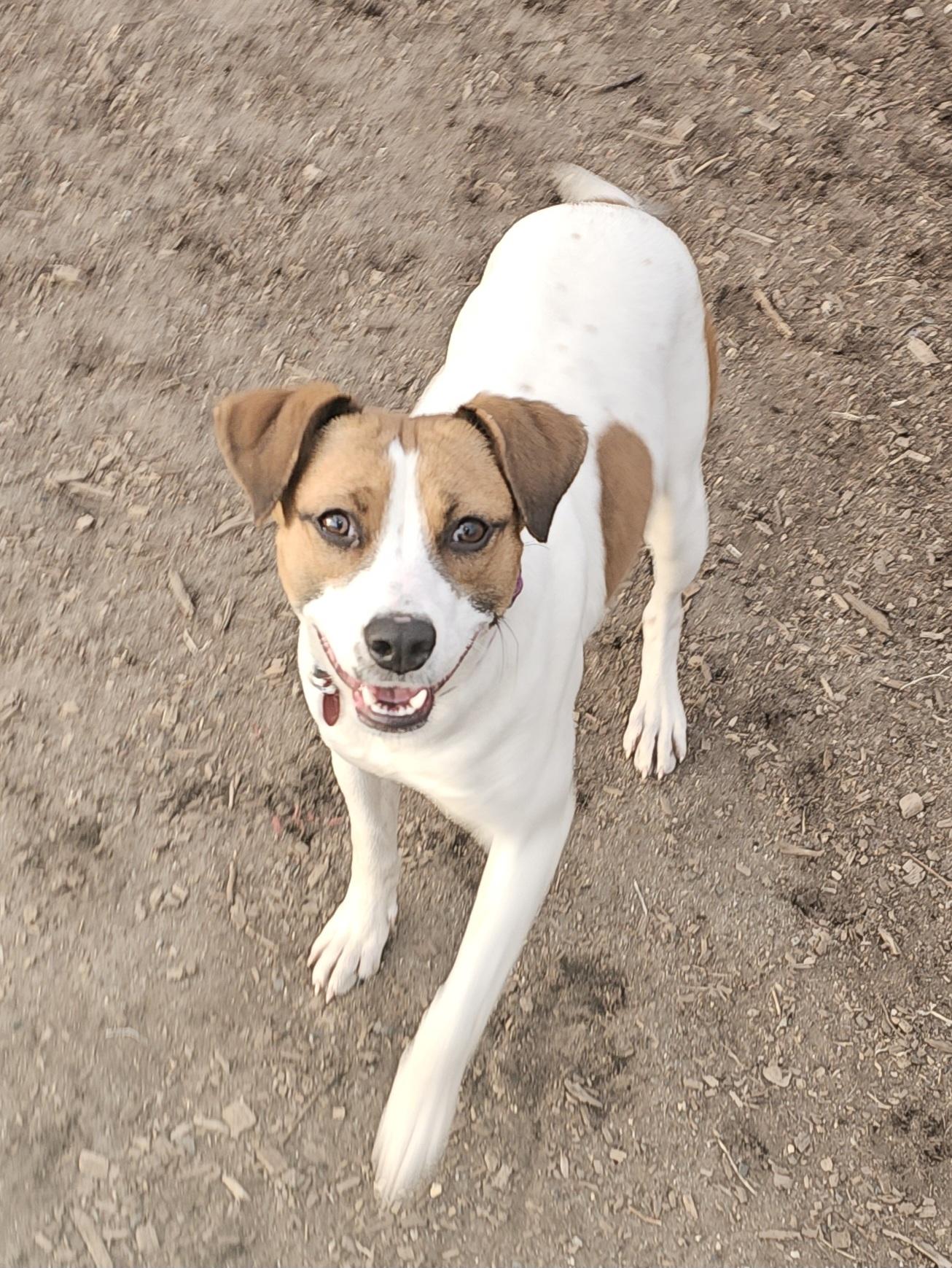Brandy, a Adoptable mixed breed in Ringwood, NJ image 2/6