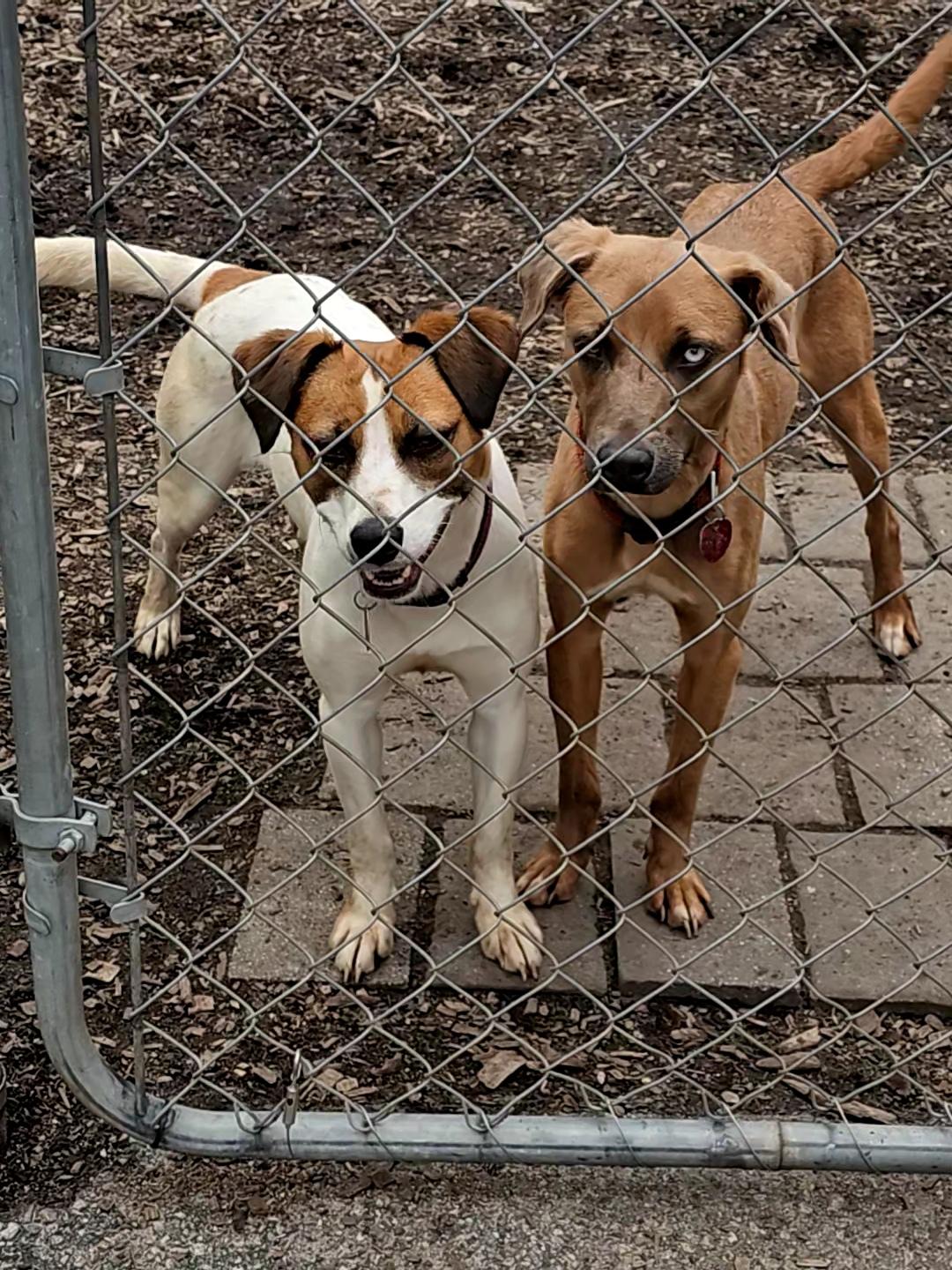 Brandy, a Adoptable mixed breed in Ringwood, NJ image 3/6
