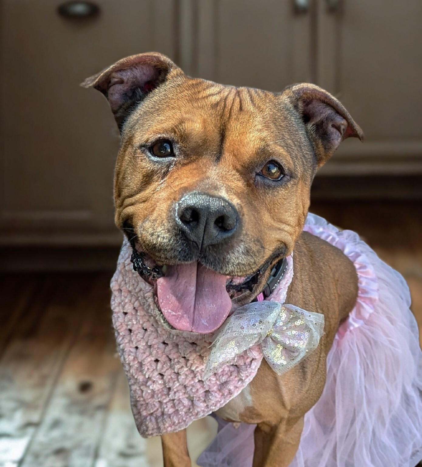 Peppa, a Adoptable mixed breed in Helena, AL image 1/6