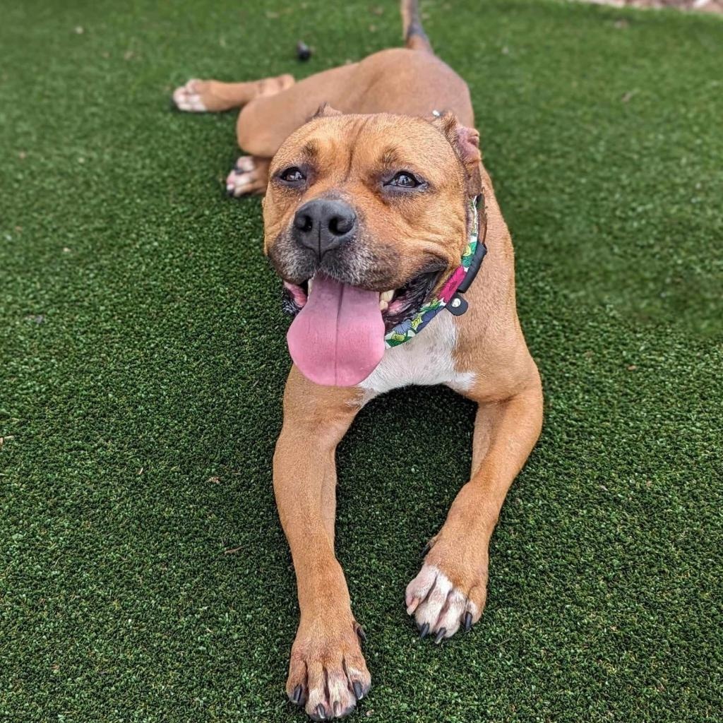 Peppa, a Adoptable mixed breed in Helena, AL image 5/6