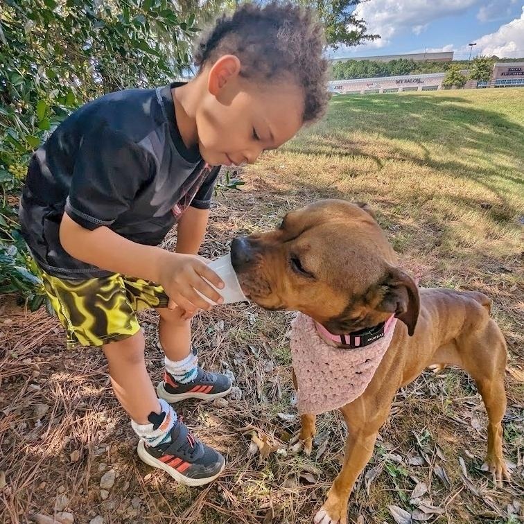 Peppa, an adoptable American Staffordshire Terrier, Coonhound in Helena, AL, 35080 | Photo Image 2