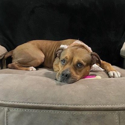 Peppa, an adoptable American Staffordshire Terrier, Coonhound in Helena, AL, 35080 | Photo Image 3