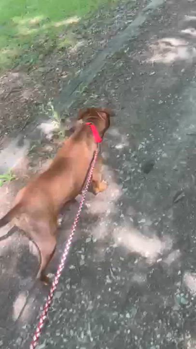 Enlarge Peppa, a Adoptable mixed breed in Helena, AL video 6/6