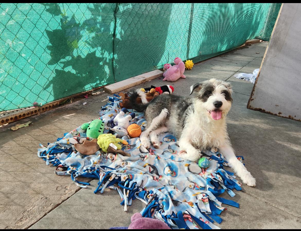 Enlarge Valentino, an adoptable mixed breed in Mission Viejo, CA image 4/6