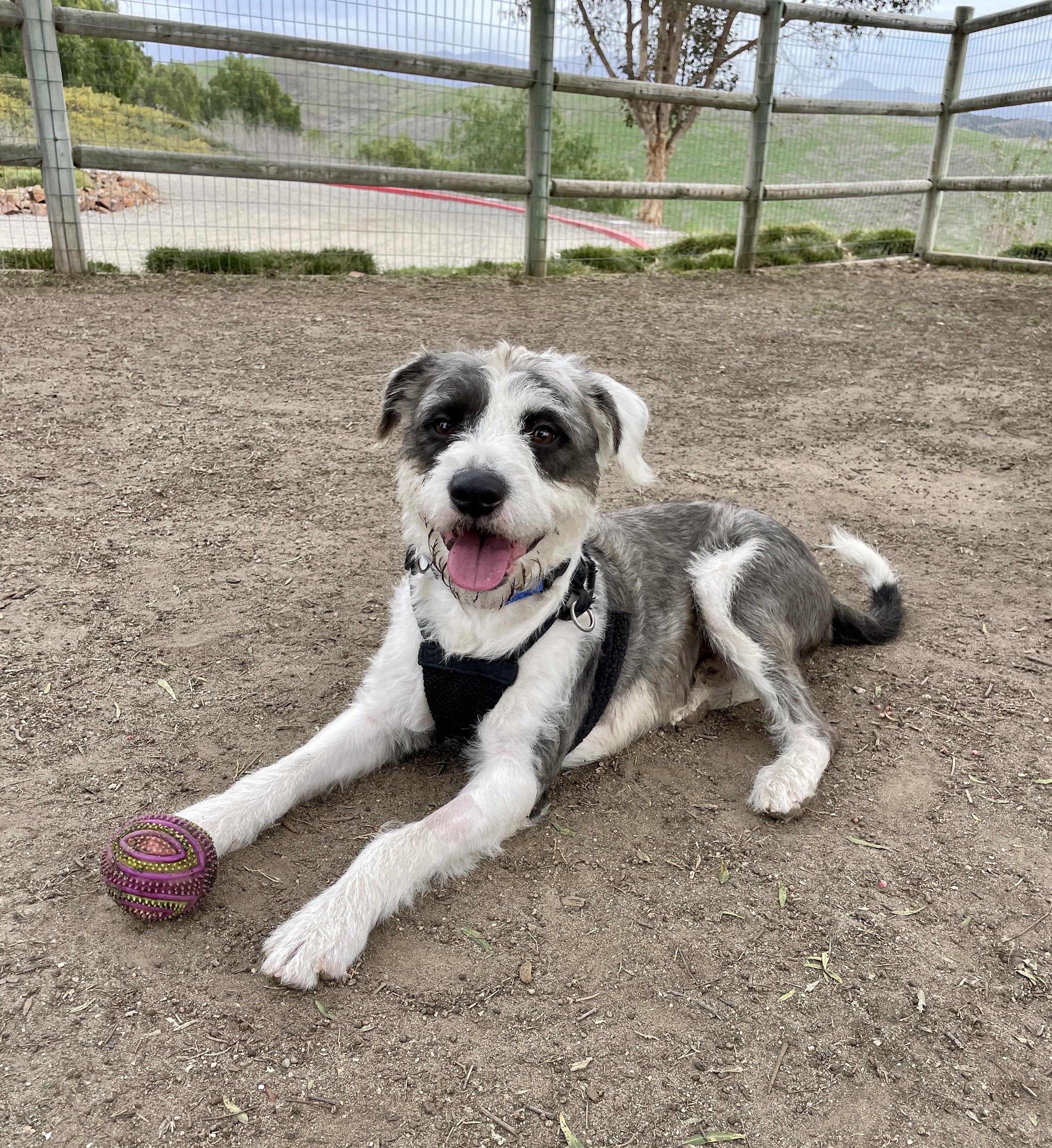 Valentino, adoptable, Young Male Terrier.