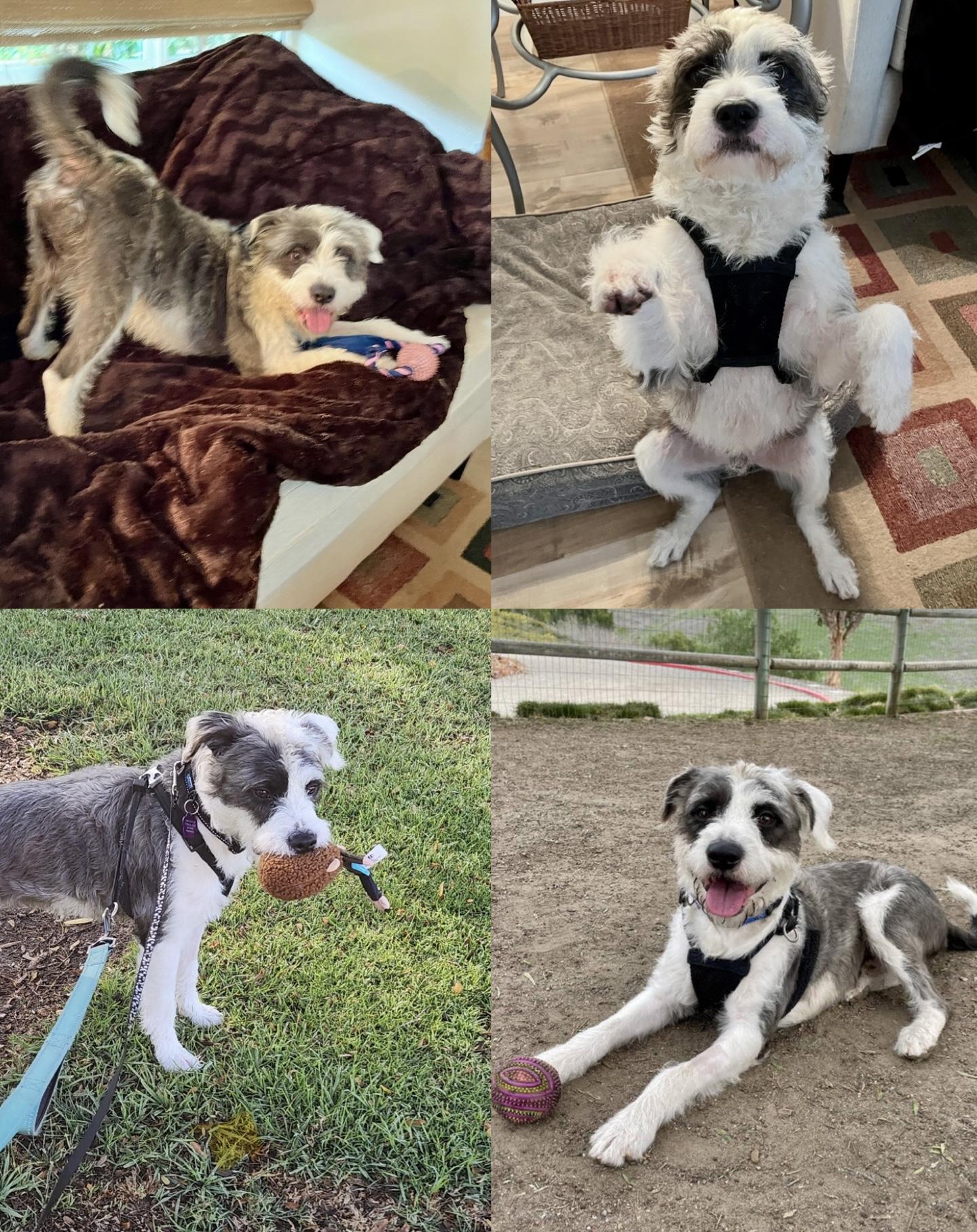 Enlarge Valentino, an adoptable mixed breed in Mission Viejo, CA image 6/6