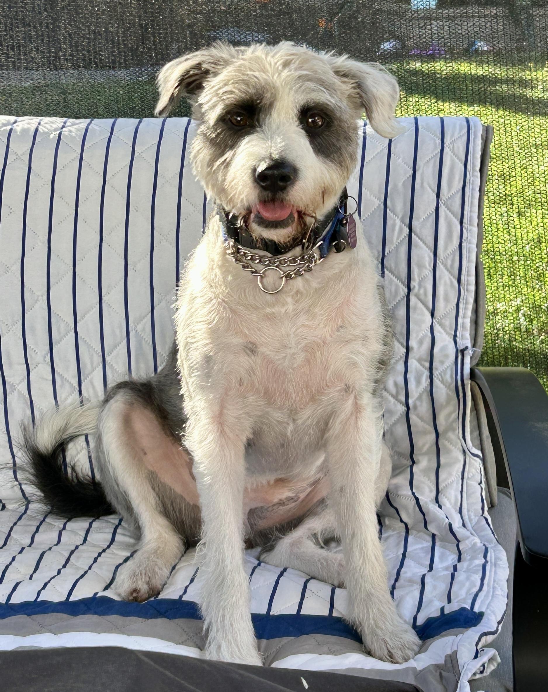 Enlarge Valentino, an adoptable mixed breed in Mission Viejo, CA image 2/6