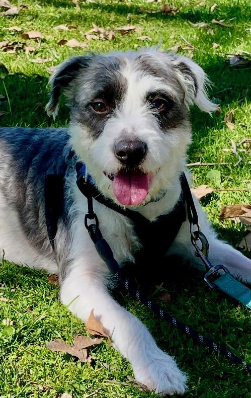 Enlarge Valentino, an adoptable mixed breed in Mission Viejo, CA image 3/6