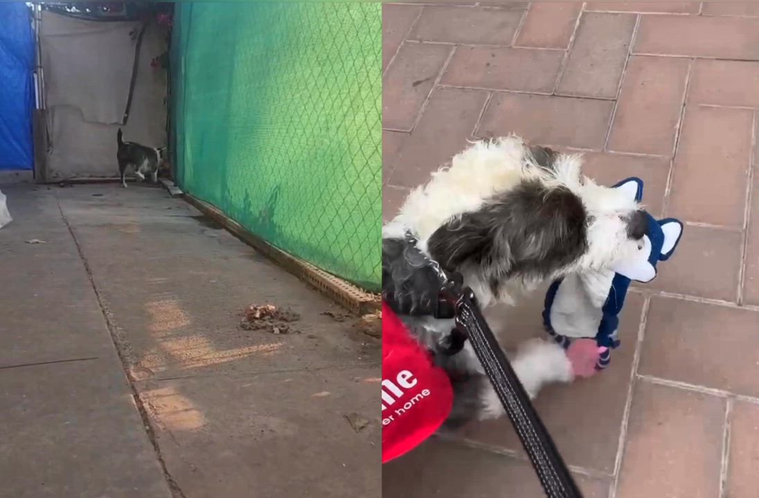 Enlarge Valentino, an adoptable mixed breed in Mission Viejo, CA video 5/6