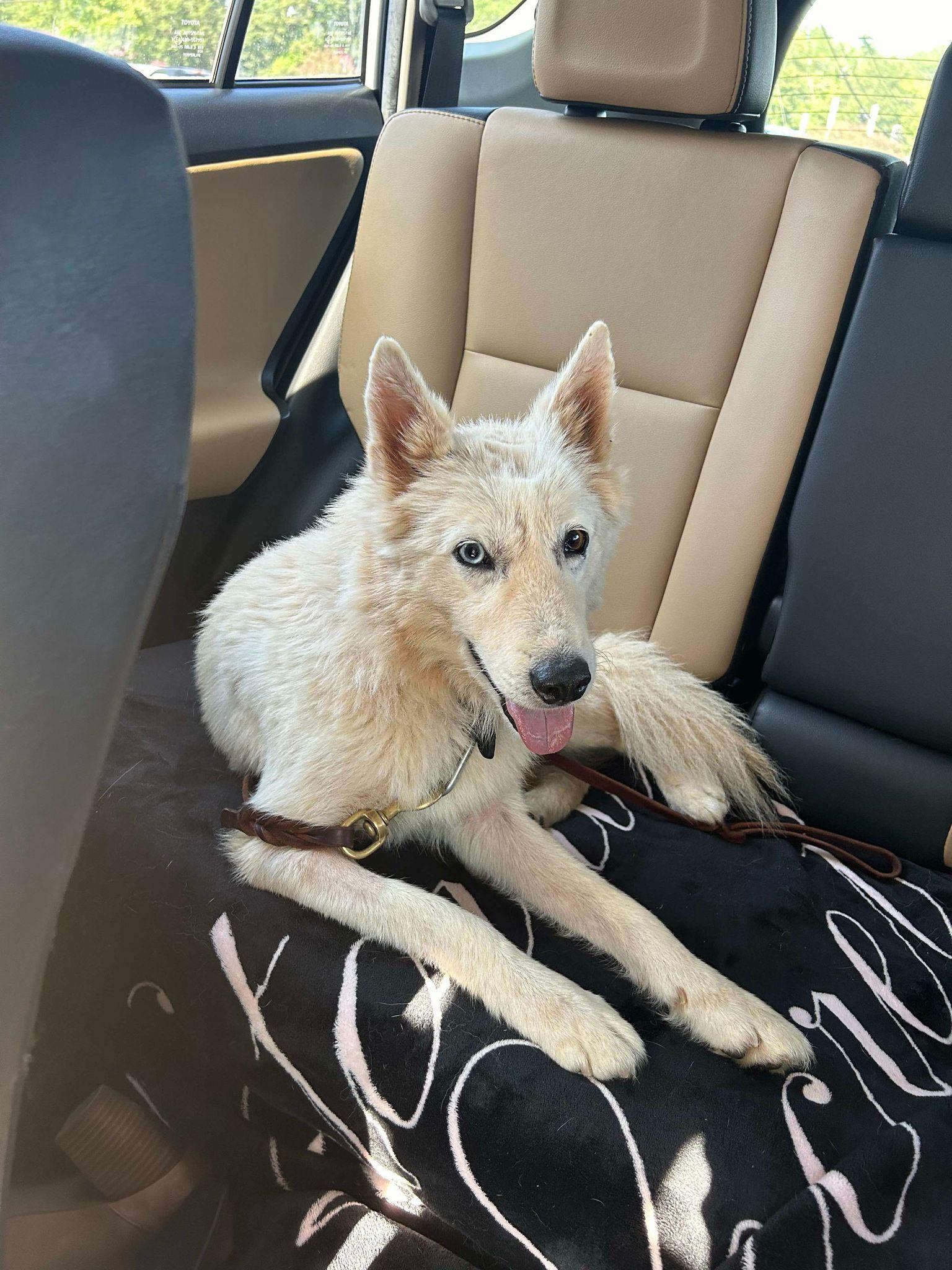 Yoda, Adoptable, Adult Male Mixed Breed.