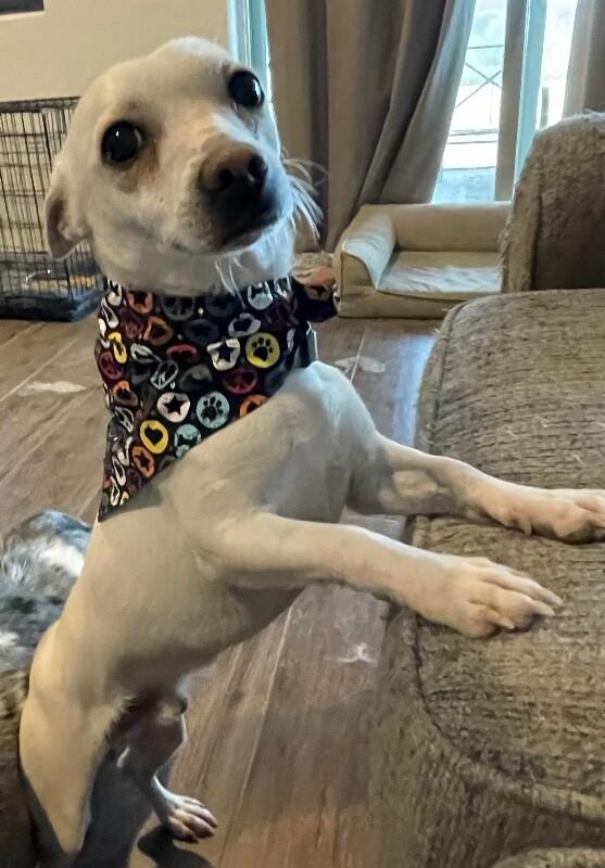 Enlarge Charlie, a Adoptable mixed breed in Anthem, AZ image 1/6