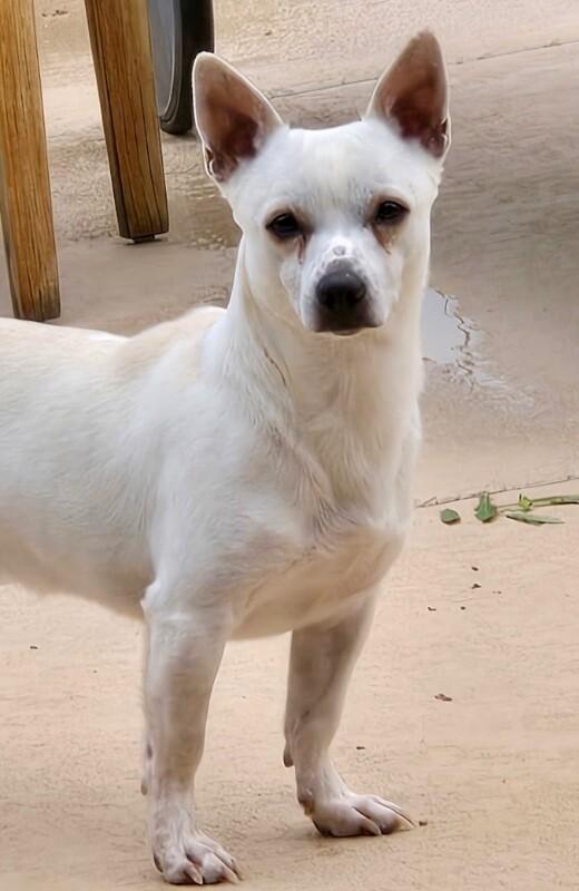 Enlarge Charlie, a Adoptable mixed breed in Anthem, AZ image 2/6