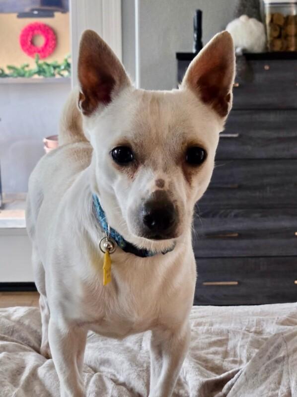 Enlarge Charlie, a Adoptable mixed breed in Anthem, AZ image 2/6