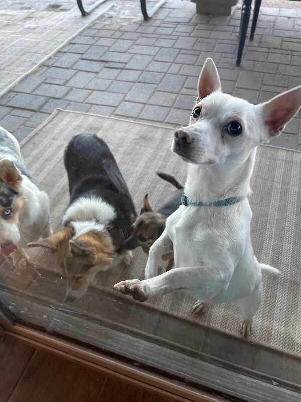 Enlarge Charlie, a Adoptable mixed breed in Anthem, AZ image 3/6