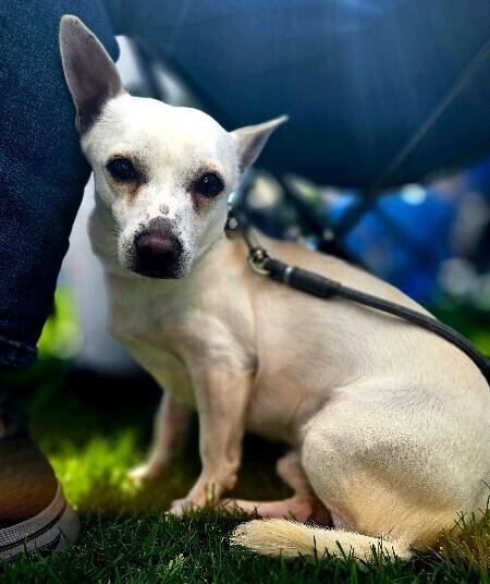 Enlarge Charlie, a Adoptable mixed breed in Anthem, AZ image 4/6