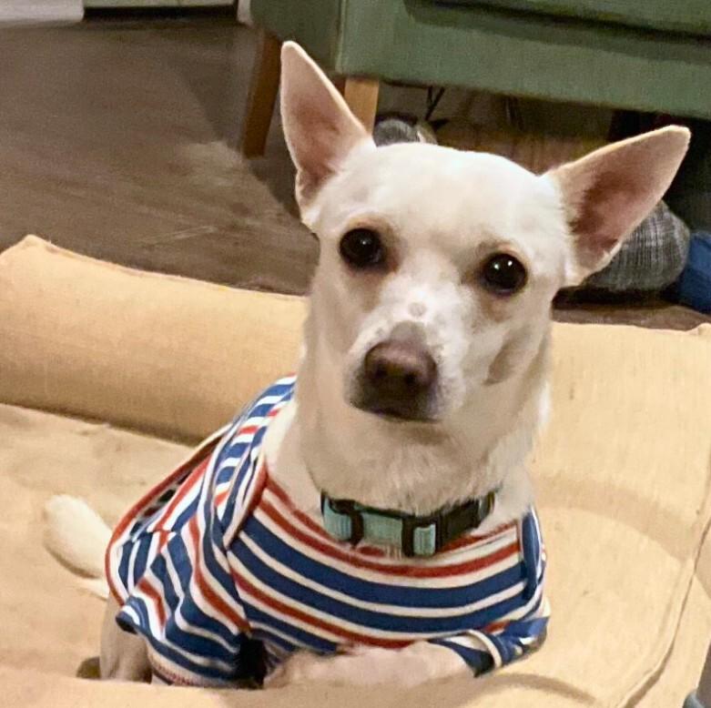 Enlarge Charlie, a Adoptable mixed breed in Anthem, AZ image 5/6