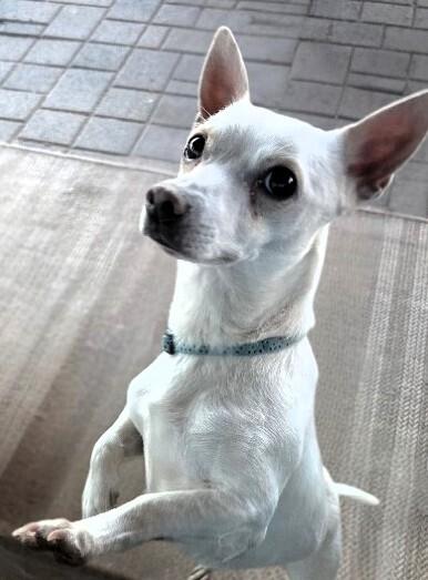 Enlarge Charlie, a Adoptable mixed breed in Anthem, AZ image 6/6