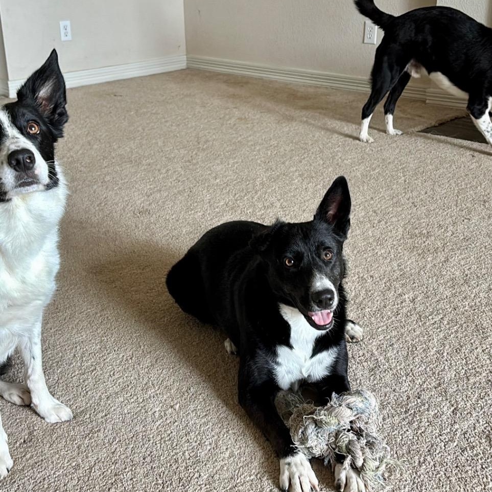 Enlarge Katie, a ADOPTABLE mixed breed in Houston, TX image 4/6