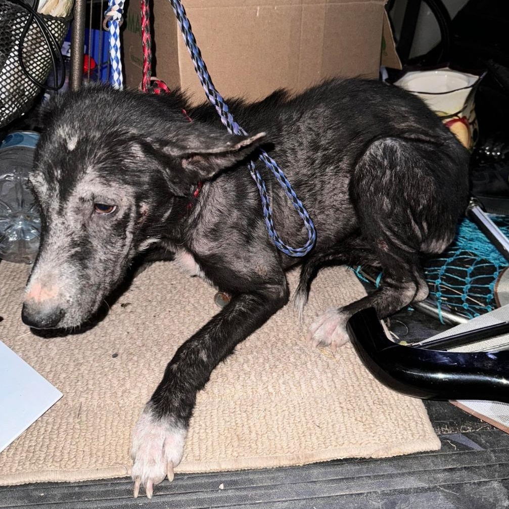 Enlarge Katie, a ADOPTABLE mixed breed in Houston, TX image 6/6